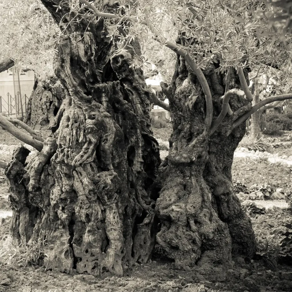 Antica pianta di ulivo testimone della tradizione olearia italiana