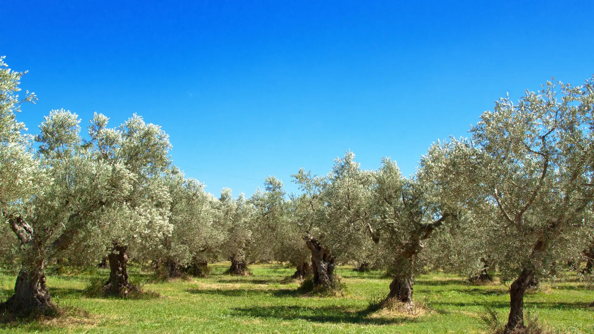 alberi di olio di oliva