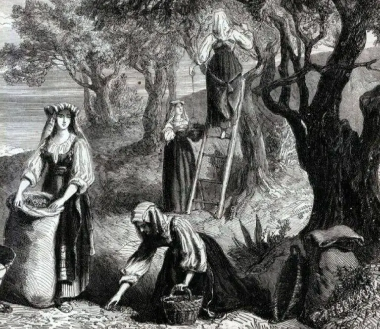 Rappresentazione storica del 1700 della raccolta manuale delle olive