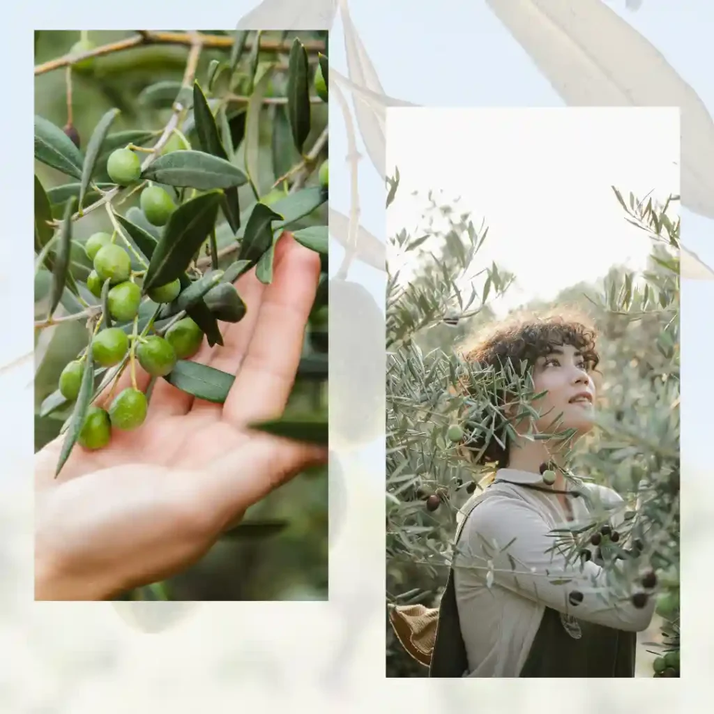 Raccoglitrice tra gli uliveti del Lazio mentre coglie olive a mano