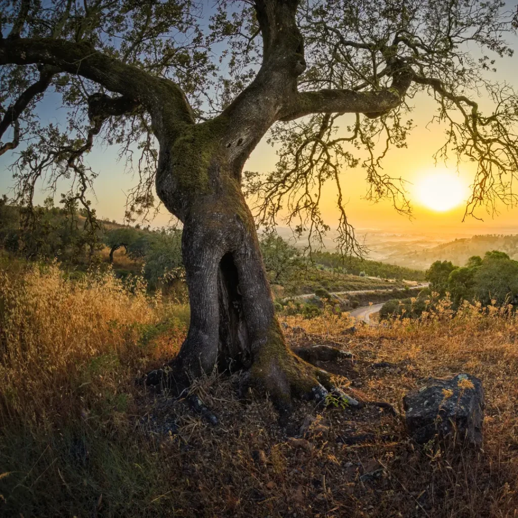 Ulivo secolare al tramonto