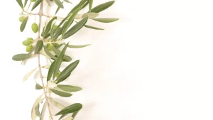 ramo di olive con olio extra vergine di oliva