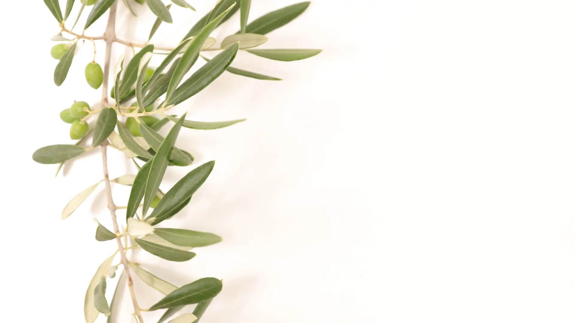 Foglie di ulivo al sole, simbolo della purezza dell'olio extra vergine
