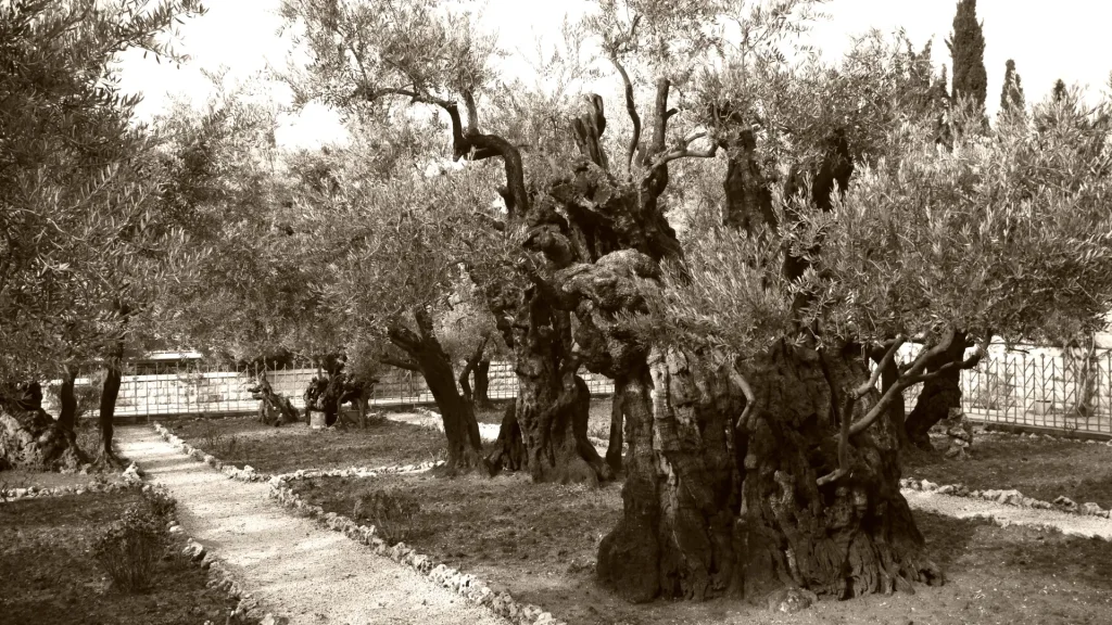 Uliveti antichi del Lazio, simbolo della tradizione dell’olio extra vergine