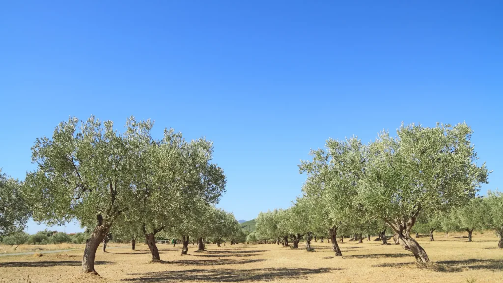 Uliveti laziali sotto un cielo azzurro, simbolo di rinascita agricola